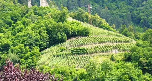 Tre giorni in piazza per conoscere i vini della Valsugana
