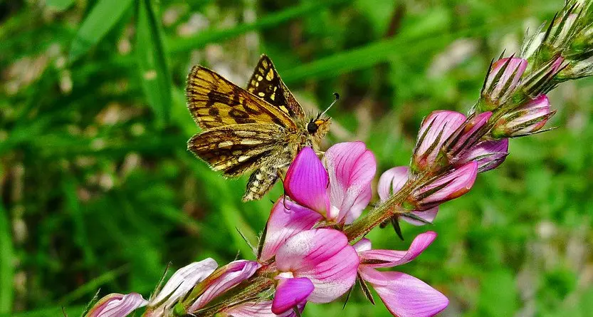 I fiori, le erbe e i sapori della Val di Fiemme