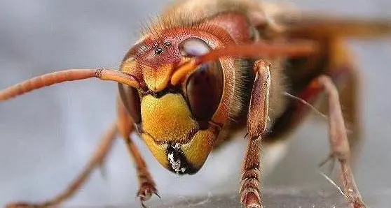 Fungaiolo punto da uno sciame di calabroni