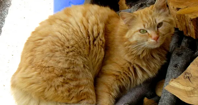 Il gatto Oscar ucciso con un insetticida