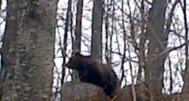 L’orso esce dal letargo e sbrana due asini