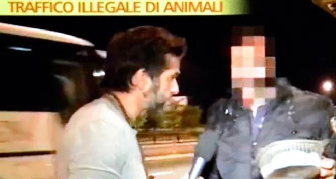 Vendono le tarantole al casello di Rovereto