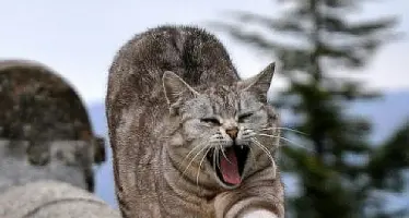 Gatto salvato dall'alta tensione