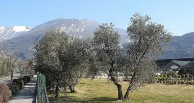 Temperature sottozero: olivi a rischio