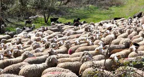 Cani al freddo senza cibo: pastore finisce a processo