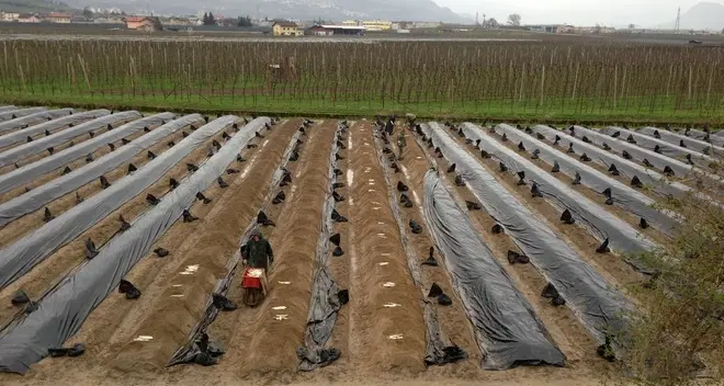 Primavera in ritardo, gli asparagi soffrono