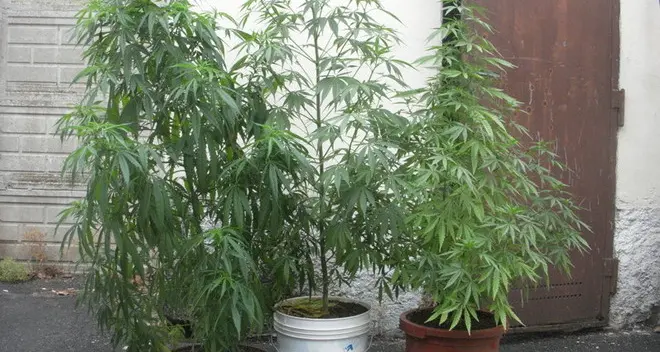 Aveva tre etti di marijuana, assolto