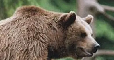 Danni provocati dall’orso? No, ad agire era il vicino