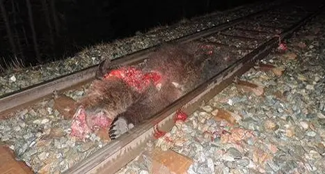 Orso ucciso da un treno in Svizzera