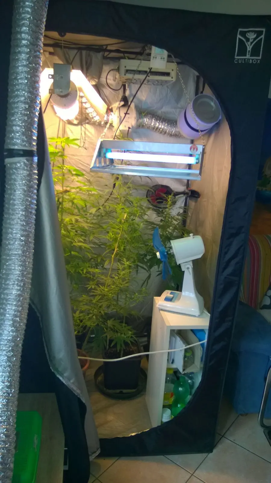 Scoperta piantagione di marijuana: denunciati due giovani