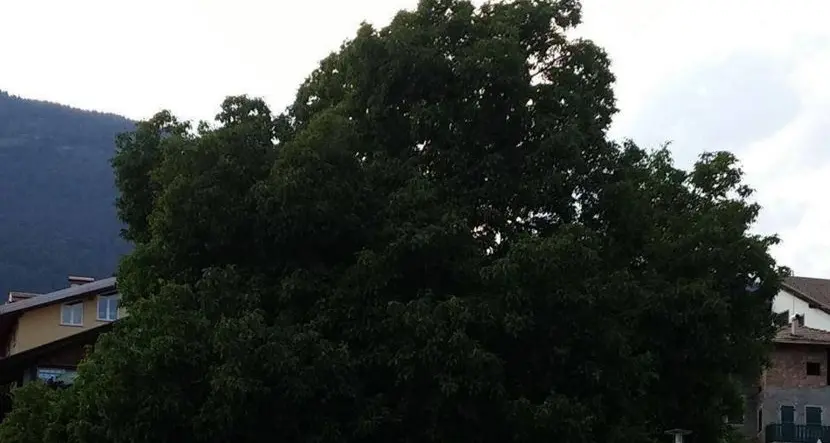 Un albero di noce alla ricerca di tanti \"like\"