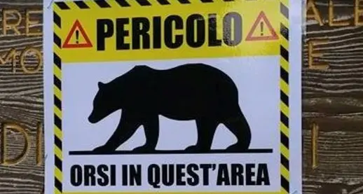 «Pericolo orso», spuntano i cartelli tra Paganella e Bondone