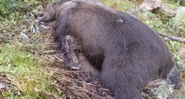 Il gip riapre l’inchiesta su Daniza