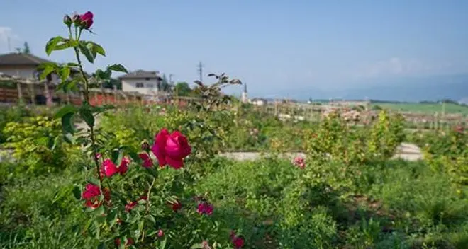 A Ronzone apre il «Giardino delle rose»