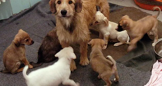 A Ferragosto con i cani che fanno il bagnetto
