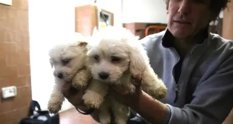 Due cuccioli non ce l'hanno fatta, un altro paio a rischio
