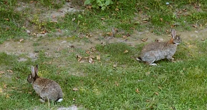 I conigli del cimitero catturati con le trappole