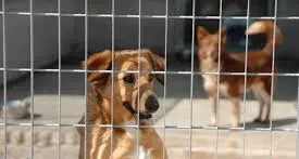 Portare un animale al canile costerà 100 euro. Per i residenti fuori Trento il doppio
