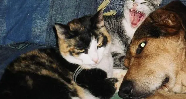 I bisogni di cani e gatti infastidiscono i vicini: sanzione di 250 euro