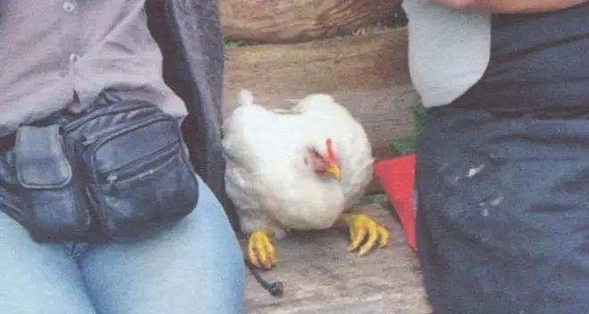 Industrial, gallina in fuga dalla gabbia di allevamento