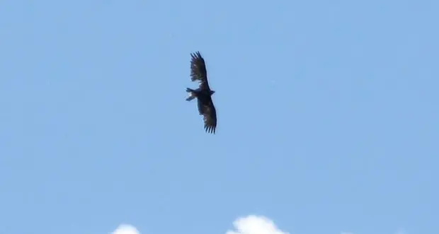 Il volo dell’aquila con l’ala mutilata / FOTO