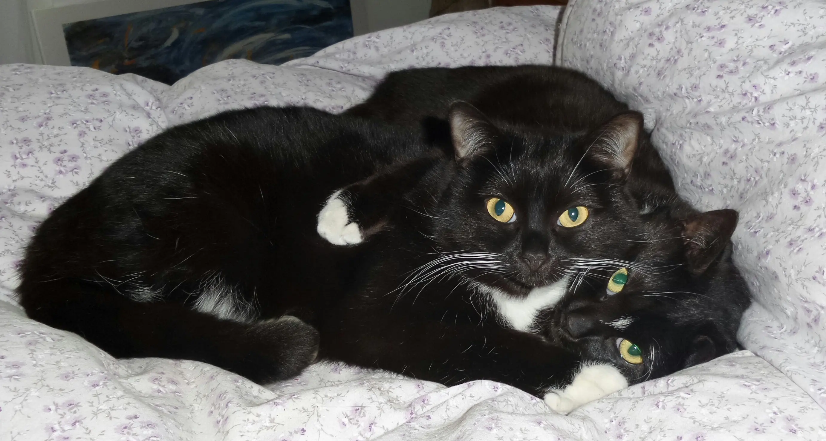In vacanza con cani e gatti: Trentino al top