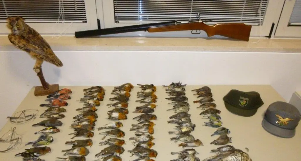 Trappole e uccelli protetti morti: nei guai cacciatore