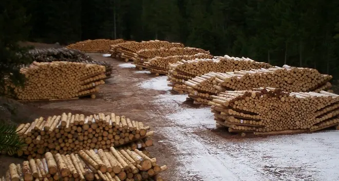 Dal bosco 2,3 milioni per Comuni e Asuc