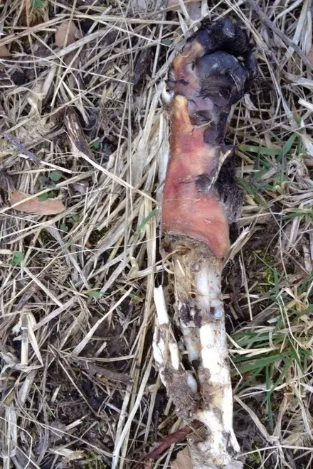 Resti di cane arrostito, esposto in Procura