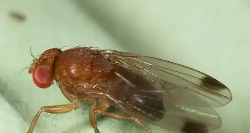 Sequenziato il genoma del «killer» delle piante