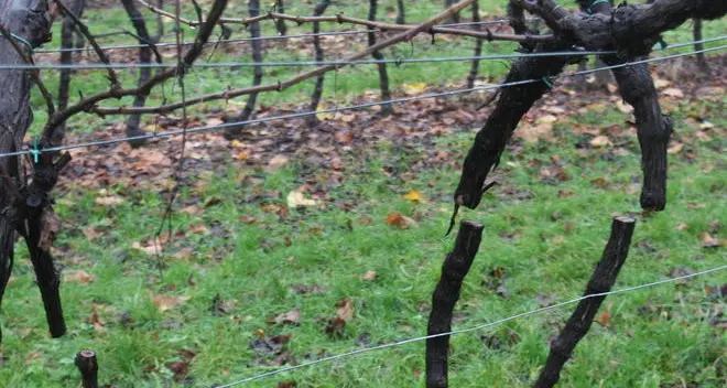 Meano, roncola selvaggia taglia 100 viti di Lagrein