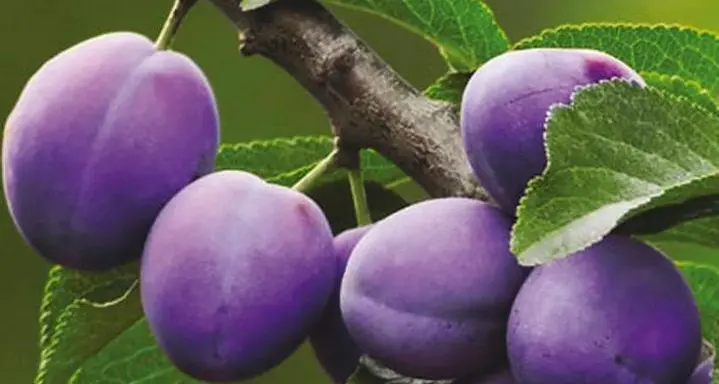 Dro, la susina rischia di sparire