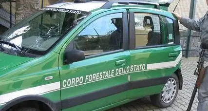 C’è una taglia di 500 euro sul killer della cerva