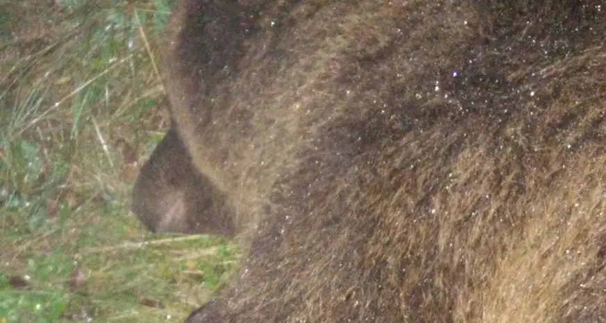 Catturata e liberata l’orsa che aggredì il podista