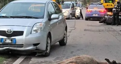 Auto contro il cervo? Basta risarcimenti