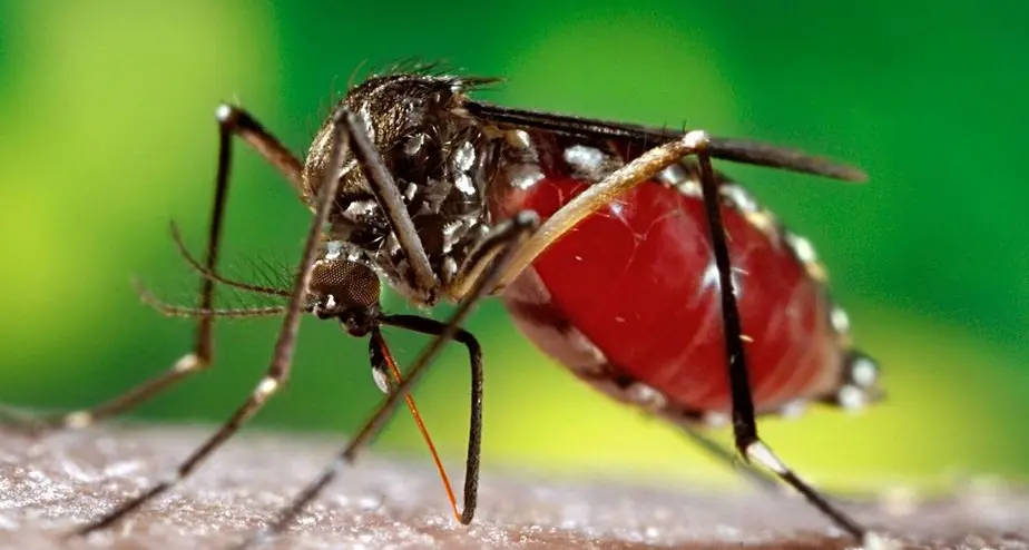 Zika, allerta per chi va in America