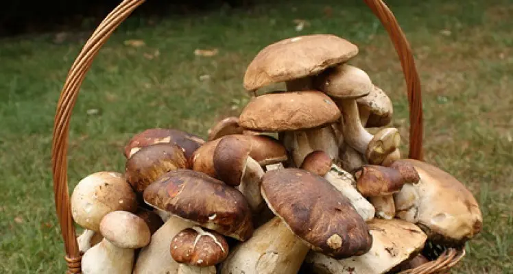 Funghi gratis, Casanova non ci sta