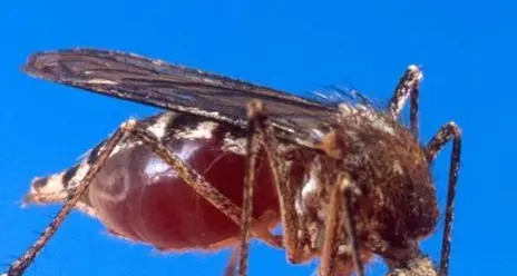 Virus del West Nile premio spagnolo per lo studio trentino