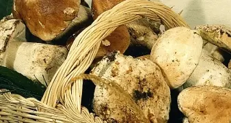 Sequestrati 20 chili di funghi