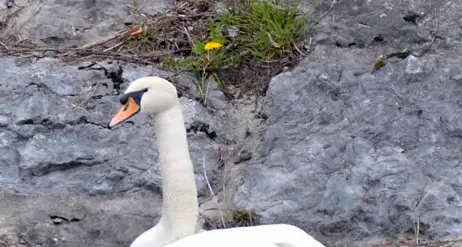 Il cigno sta covando in centro a Rovereto