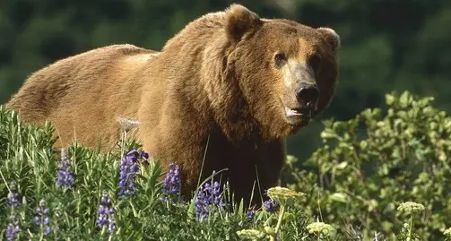 Quanto costa la pelle dell’orso