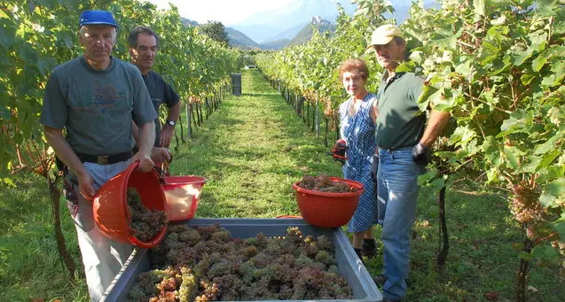 Iniziata la vendemmia del Blanc de Sers
