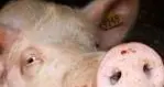 Il cane, il coniglio e il maiale in cattive condizioni: patteggia