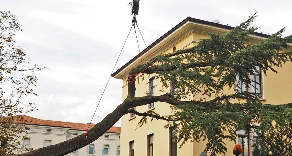 È pericoloso, addio al cedro di 90 anni