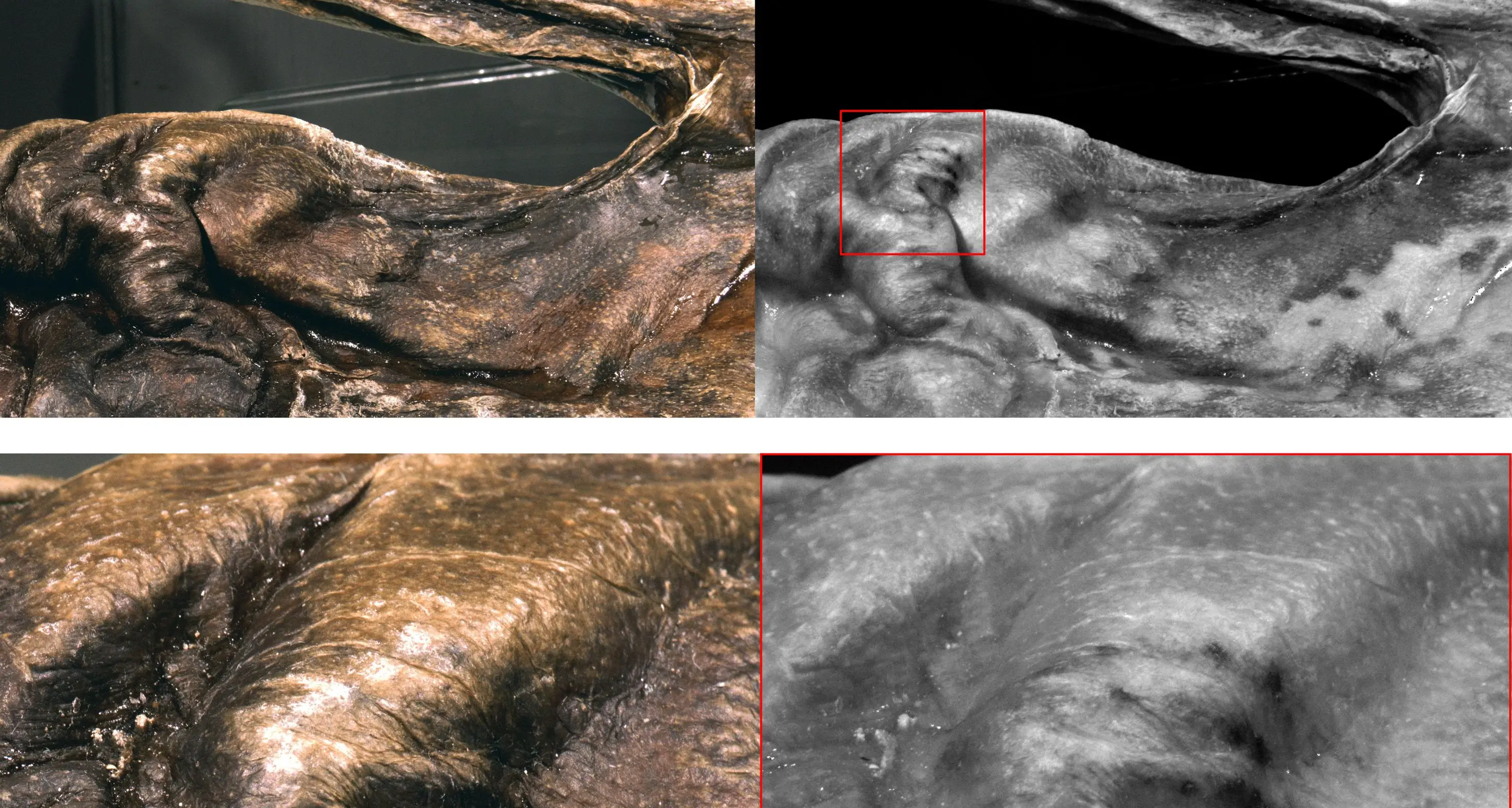 Scoperti nuovi tatuaggi sul corpo di Ötzi