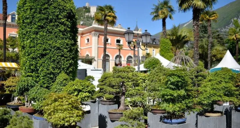Arco, il giardino dei bonsai