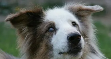 Trento: «M'Ammalia», al museo si va con il cane