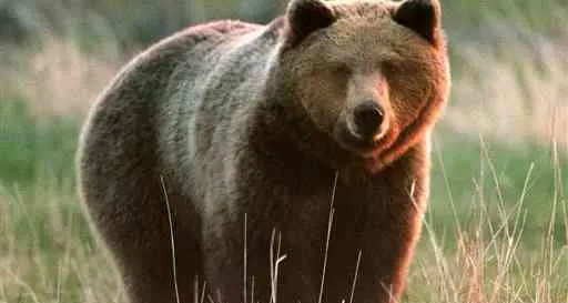 Orso problematico, Dellai scrive al ministro Clini