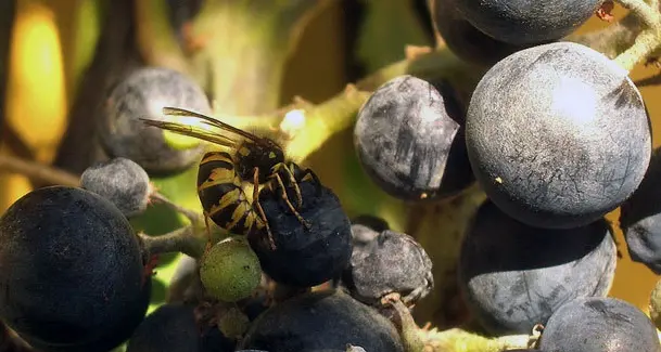 La scoperta: vespe fondamentali per la fermentazione del vino