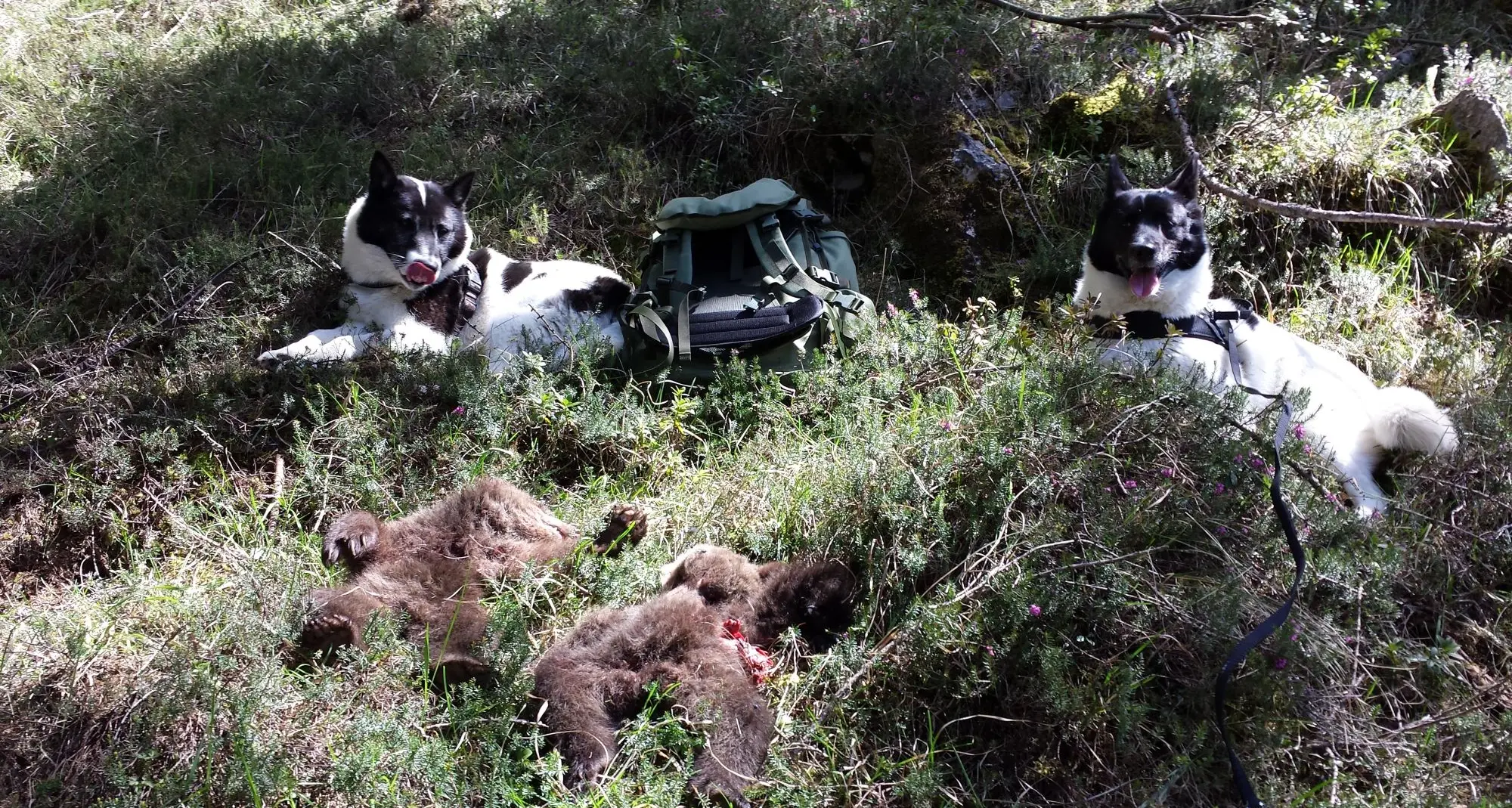 Mamma e due cuccioli d'orso trovati morti in val di Tovel